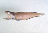 中文種名:長趾鼬魚