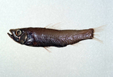 中文種名:短鰭新燈籠魚