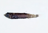 中文種名:串光魚