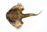 中文種名:鉤棘海蝠魚