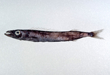 中文種名:三棘若蛇鯖