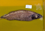 中文種名:平頭魚