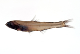 中文種名:珍燈魚