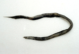 中文種名:前鰭鋸犁鰻