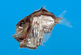 中文種名:褶胸魚
