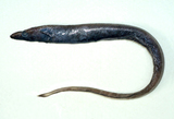 中文種名:短背鰭合鰓鰻