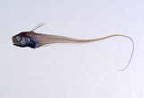 中文種名:黑斑梭鱈