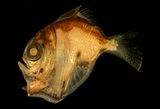 中文種名:褶胸魚