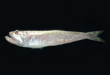 中文種名:長鰭鰐齒魚
