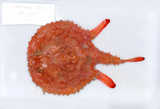 中文種名:棘茄魚