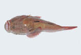 中文種名:土佐瞻星魚