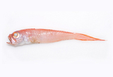 中文種名:棘赤刀魚