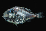 中文種名:閃電燭光魚