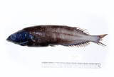 中文種名:黑平頭魚