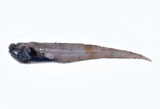 中文種名:壯體索深鼬魚
