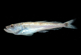 中文種名:長鰭鰐齒魚
