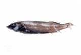 中文種名:尖吻黑頭魚