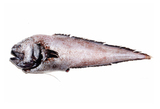 中文種名:梅氏棘鰓鼬魚