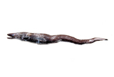 中文種名:奧氏合鰓鰻