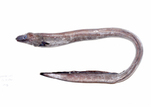 中文種名:褐泥蛇鰻