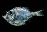 中文種名:頭棘燭光魚