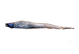 中文種名:奧氏合鰓鰻