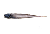 中文種名:凹鰭槳鼬鳚