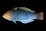 中文種名:雲斑海豬魚