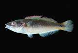 中文種名:斷紋紫胸魚