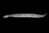 中文種名:海鰻科