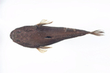 中文種名:瞻星魚