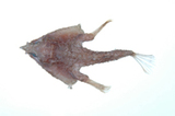 中文種名:斑點海蝠魚