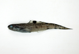 中文種名:單斑新鼬魚