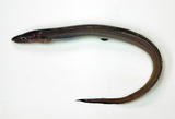 中文種名:頜吻鰻屬