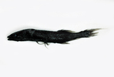 中文種名:黑頭魚