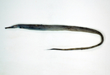 中文種名:台灣絲尾海鰻