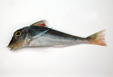 中文種名:岸上氏角魚