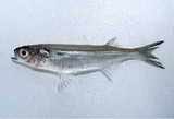 中文種名:南洋銀漢魚
