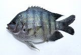 中文種名:孟加拉豆娘魚