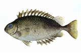 中文種名:黑籃子魚