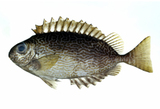中文種名:黑籃子魚