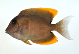 中文種名:印尼櫛齒刺尾魚