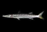 中文種名:布氏金梭魚