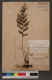 Nesopteris thysanostoma (Makino) Copel. y