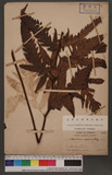 Tectaria subtriphylla (Hook. & Arn.) Copel. var. ebenosa (Nakai) Nemoto `Te