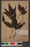 Aspidium subtriphyllum (Hook. & Arn.) Hook. Te