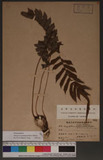 Thelypteris acuminata (Houtt.) C. V. Morton 