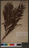 Cyclosorus interruptus (Willd.) H. Ito K
