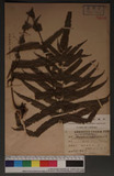 Pseudophegopteris subaurita (Tagawa) Ching n`