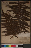 Sphaerostephanos taiwanensis (C. Chr.) Holtt. OW긢